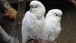 Cacatua haematuropygia