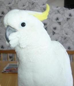 Cacatua galerita eleonora
