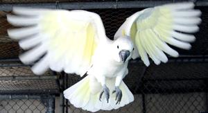 Cacatua galerita triton