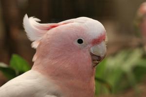 Cacatua leadbeateri