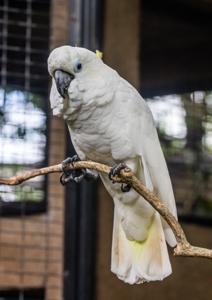 Cacatua galerita triton