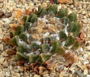 Ariocarpus scaphirostris