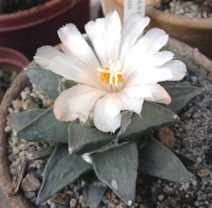 Ariocarpus retusus