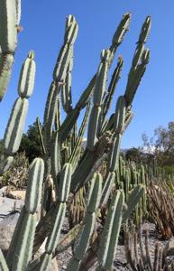 utils/thumbs/Cactaceae/Armatocereus_LwNByPifawjYwSLJ9kTiyY.jpg