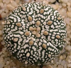 Astrophytum asterias
