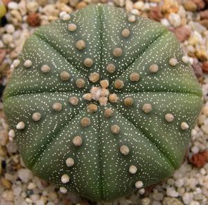 Astrophytum asterias