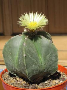 utils/thumbs/Cactaceae/Astrophytum_fikmcBrdw2HE9nzJYggQUQ.JPG