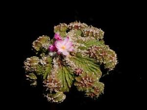 Aztekium ritteri