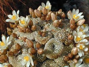 utils/thumbs/Cactaceae/Blossfeldia_jp8jQg6KmtfruskpPApsqh.jpg
