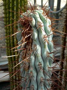 utils/thumbs/Cactaceae/Browningia_4vzrFEGTRk6VB38ugFghcR.jpg