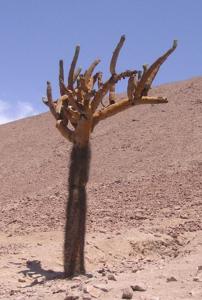 utils/thumbs/Cactaceae/Browningia_6QvMvwjAKn8GGyV6WbkXLv.jpg