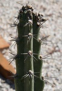 utils/thumbs/Cactaceae/Cereus_3VCp5eM4WKMHC3P5WX4YNW.jpg