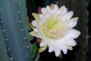 Cereus hildmannianus subsp. uruguayanus