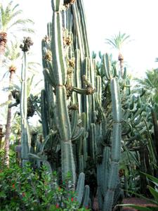 Cereus repandus