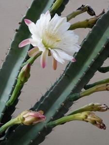 utils/thumbs/Cactaceae/Cereus_gMKJPf6CjE25FPygVzfgq2.jpg
