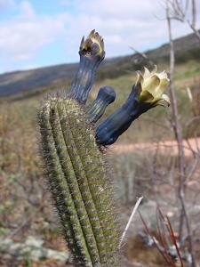 utils/thumbs/Cactaceae/Cipocereus_4kEiJsoWuBT9XKL7BY9KSw.jpg