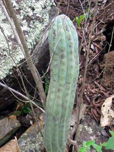 utils/thumbs/Cactaceae/Cipocereus_dTkyXxLHzSEhDrSt9gegkR.jpg