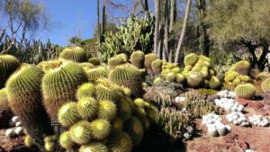 Echinocactus grusonii