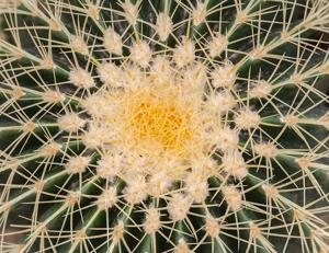 Echinocactus grusonii
