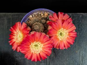 Echinopsis densispina