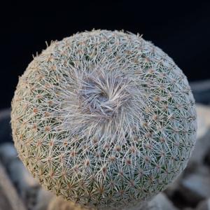 Epithelantha pachyrhiza