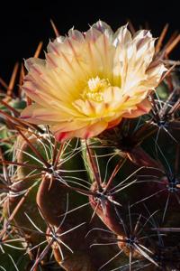 Ferocactus robustus
