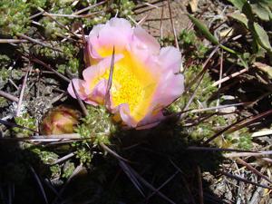 utils/thumbs/Cactaceae/Maihuenia_PnR6rBPS5jrpWJoKJkKFec.jpg