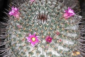 Mammillaria haageana