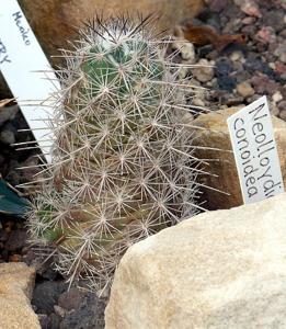 utils/thumbs/Cactaceae/Neolloydia_4rLznxRzShYQmCe8z7MfEv.jpg