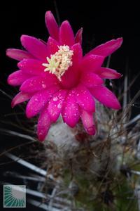 utils/thumbs/Cactaceae/Oreocereus_MCYUh5eVC6xcATyhGqKEb4.jpg