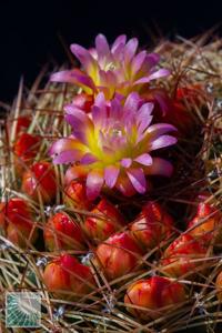 utils/thumbs/Cactaceae/Oroya_bFVYUXbMeA7n3StrrhqPDM.jpg