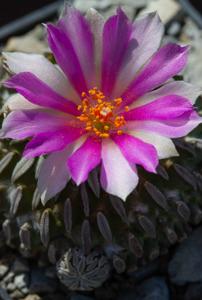 Pelecyphora aselliformis