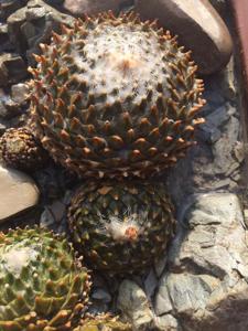 Pelecyphora strobiliformis