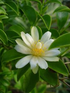 Pereskia aculeata