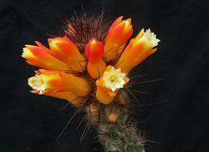 utils/thumbs/Cactaceae/Pierrebraunia_RutJZVqcuGQD7576XVScUs.jpg