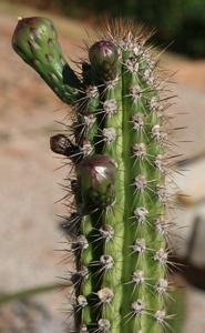 utils/thumbs/Cactaceae/Praecereus_D4AVc6bppvyeyBjerEHpLP.jpg