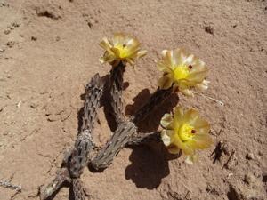 Pterocactus tuberosus