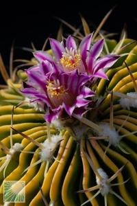 utils/thumbs/Cactaceae/Stenocactus_LguyYQb4iQULRzdJvkiKpL.jpg