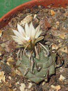 Turbinicarpus schmiedickeanus subsp. schwarzii
