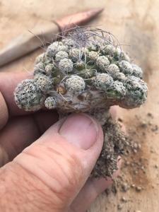 Turbinicarpus schmiedickeanus subsp. dickisoniae