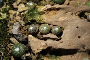 Blossfeldia liliputana