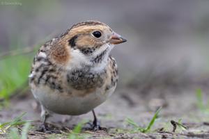 Calcarius lapponicus