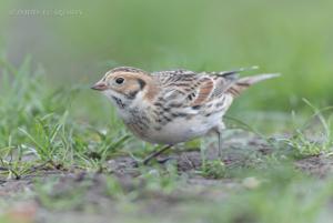 Calcarius lapponicus