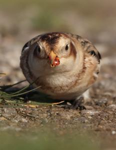 Plectrophenax nivalis