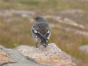 Plectrophenax nivalis