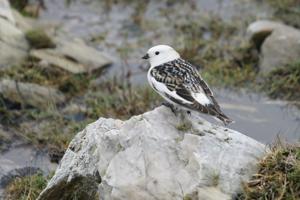 Plectrophenax nivalis