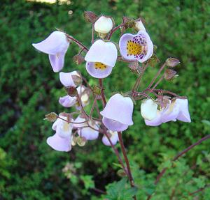 utils/thumbs/Calceolariaceae/Jovellana_iC3YrcMWRo5SvnWWBxgUcT.jpg