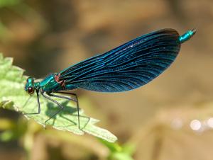 Calopteryx virgo