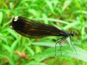 Calopteryx maculata