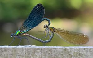 Calopteryx virgo